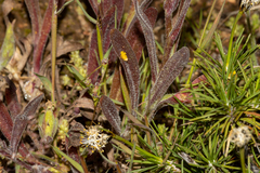 Podotheca gnaphalioides