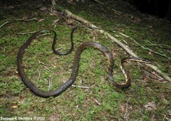 Dendrelaphis caudolineolatus