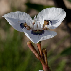 Moraea villosa