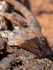 Pogona vitticeps
