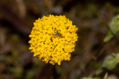 Podotheca gnaphalioides