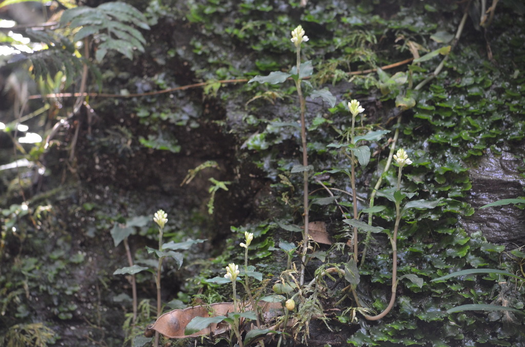 Microchilus bidentiferus