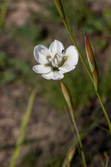 Moraea cantharophila