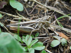 Stenobothrus lineatus