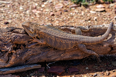 Pogona vitticeps