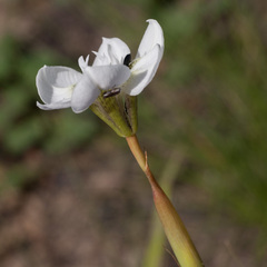 Moraea cantharophila
