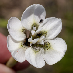 Moraea cantharophila