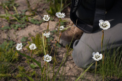 Moraea cantharophila