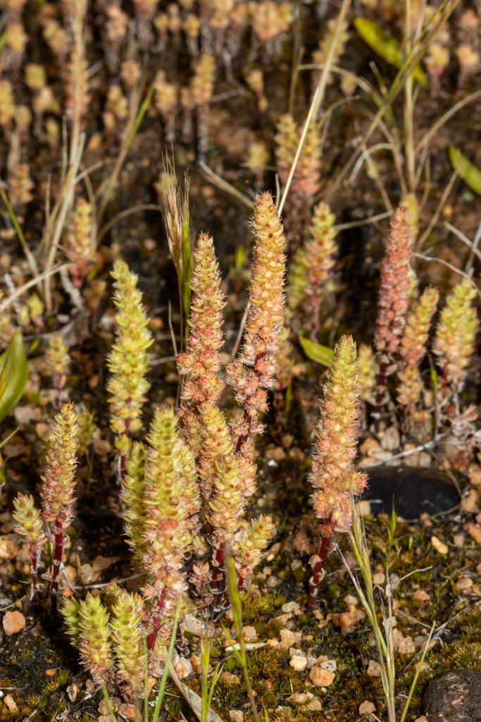 Dense Pigmyweed
