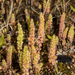 Dense Pigmyweed - Photo (c) Tim Hammer, some rights reserved (CC BY), uploaded by Tim Hammer