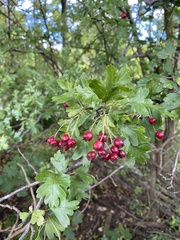 Crataegus laevigata
