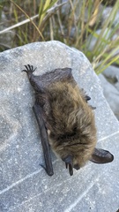 Myotis