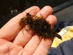 Fissidens fontanus