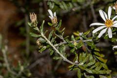 Olearia pimeleoides
