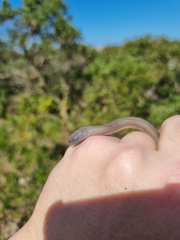 Lycodonomorphus inornatus