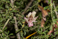 Prostanthera grylloana