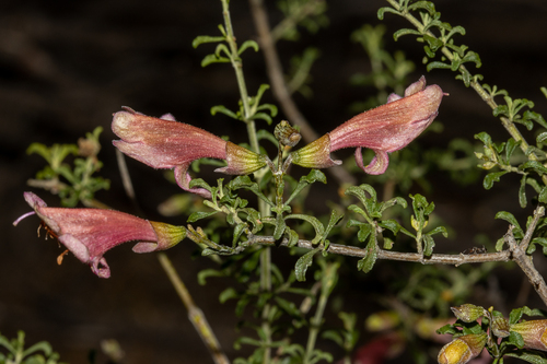 Prostanthera grylloana