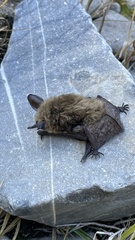 Myotis