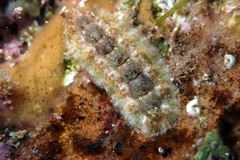 Acanthochitona kimberi