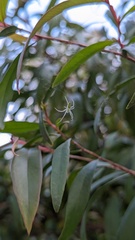 Araneus talipedatus