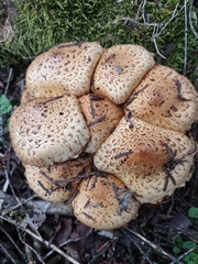 Pholiota squarrosa