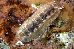 Acanthochitona kimberi