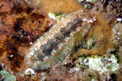 Acanthochitona kimberi