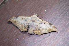 Mustilizans hepatica