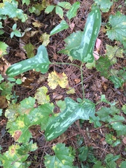 Smilax bona-nox