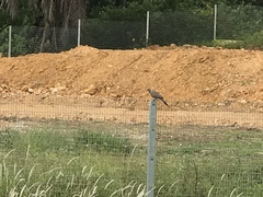 Streptopelia chinensis tigrina