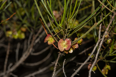 Dodonaea viscosa angustissima