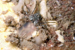 Halicarcinus ovatus