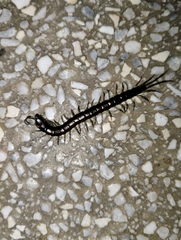 Otostigmus aculeatus