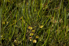 Dodonaea viscosa angustissima