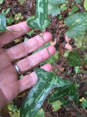 Smilax bona-nox