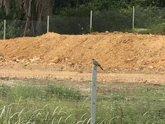 Streptopelia chinensis tigrina