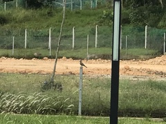 Streptopelia chinensis tigrina