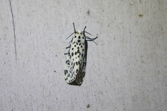 Juxtarctia multiguttata