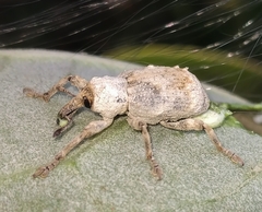 Paramecops farinosus