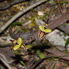 Caladenia roei