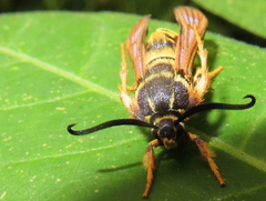 Pennisetia marginatum