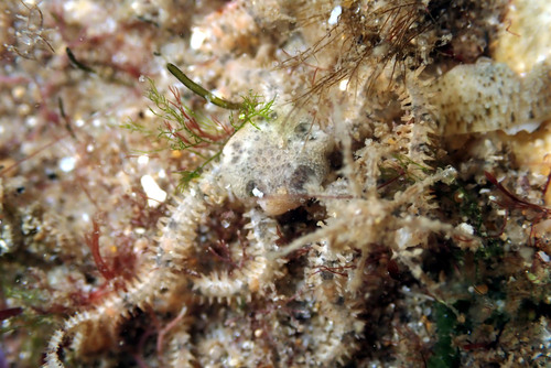 Subgenus Amphiura · iNaturalist