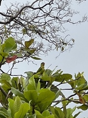 Eupsittula canicularis