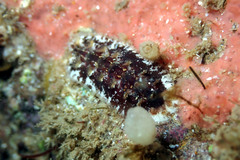 Acanthochitona kimberi