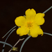 Hibbertia leptophylla - Photo (c) Tim Hammer, some rights reserved (CC BY), uploaded by Tim Hammer