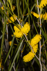 Acacia acuminata