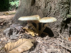 Armillaria
