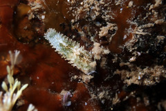 Allostichaster polyplax