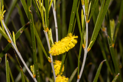 Acacia acuminata