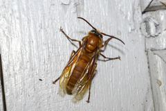 Provespa barthelemyi